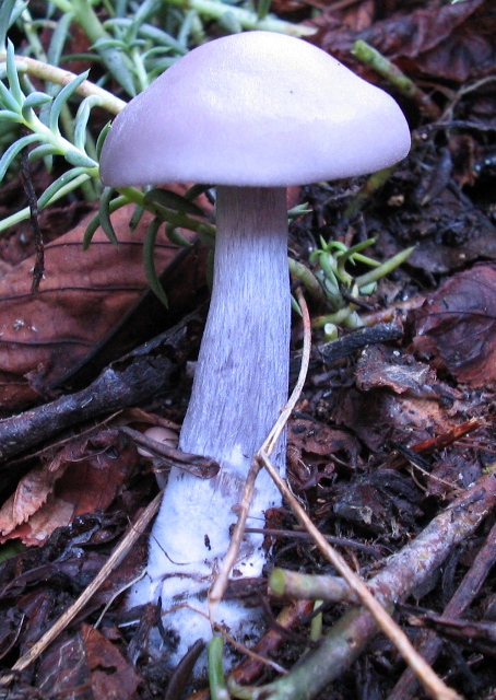 Lepista nuda